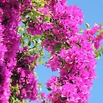Pensjonat Le Bougainvillea
