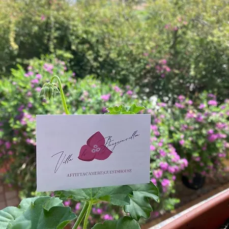 Le Bougainvillea *