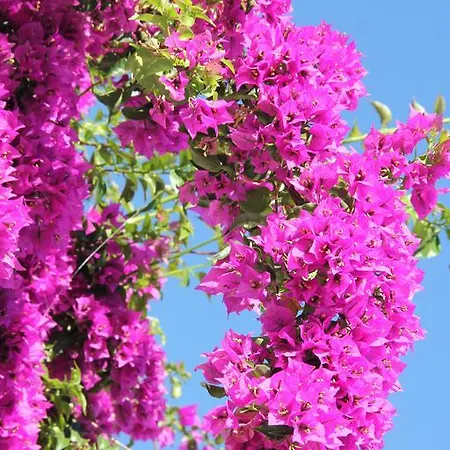 Pensión Le Bougainvillea