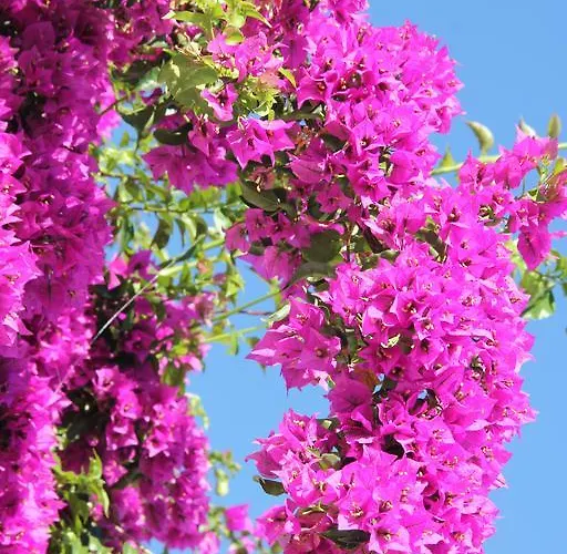 ゲストハウス Le Bougainvillea